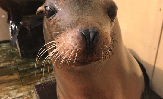 A colony of sea lions set to become TV stars as they prepare for big move to Yorkshire Wildlife Park.