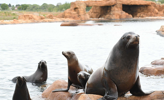 A splashing half-term holiday is on offer as the sea lions and young polar bears of Yorkshire Wildlife Park are in the mood for fun.