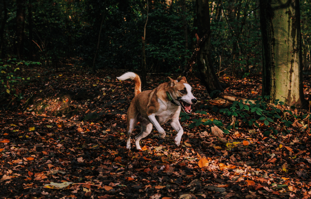 Dog-Friendly Breakfast Spots in Doncaster