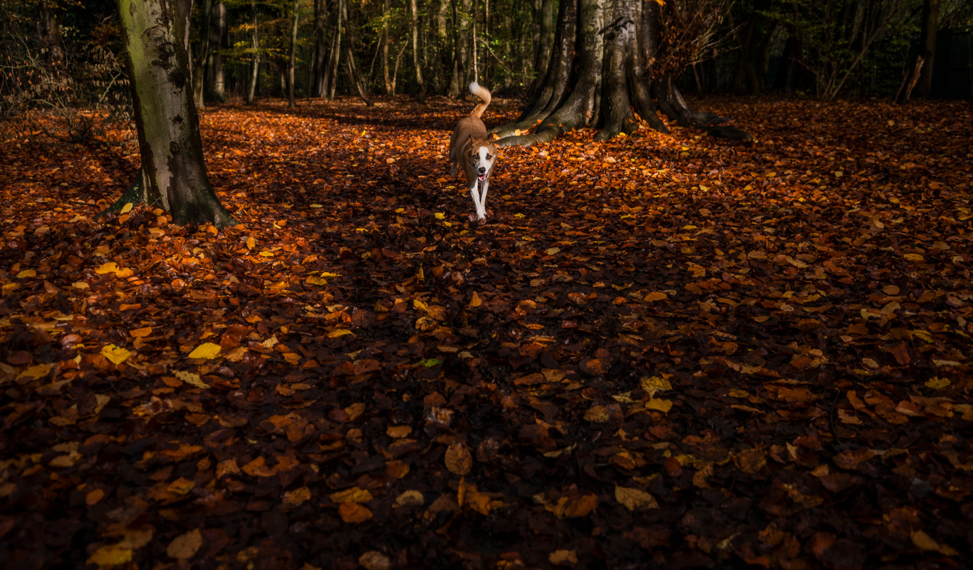 Dog Friendly Places in Doncaster