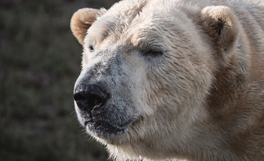 The country’s oldest and most popular polar bear at Yorkshire Wildlife Park has sadly died.