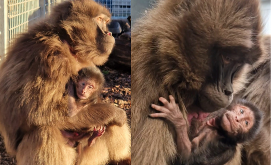 The first ever Gelada Monkey baby has been born at award-winning Yorkshire Wildlife Park.