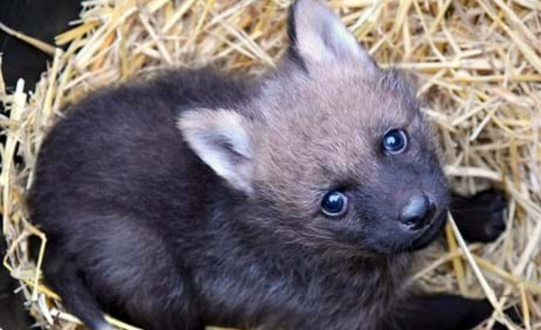 Doncaster's Yorkshire Wildlife Park celebrates arrival of litter of cute wolf pups