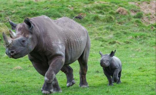 Black Rhino Calf Born at Yorkshire Wildlife Park