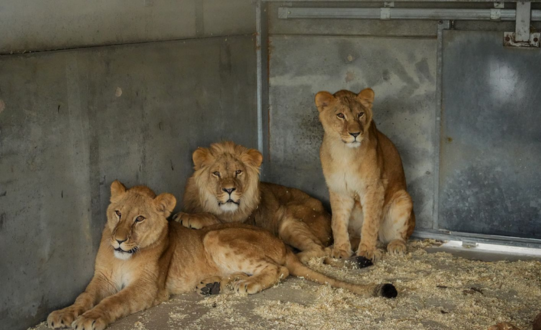 Lion arrive at new Doncaster home after Ukraine rescue