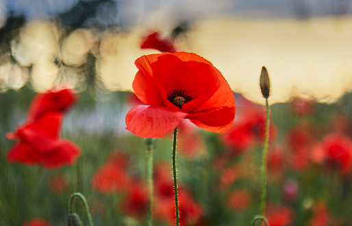 Remembrance Day in Doncaster