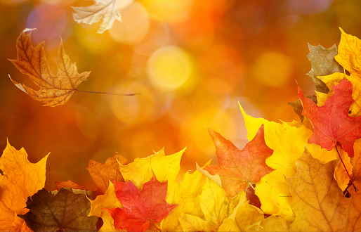 Autumn Trail – The Cusworth Cases