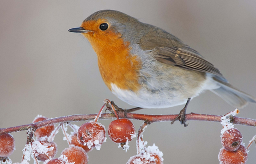 Yorkshire Robin Festival at Potteric Carr