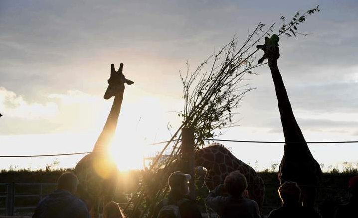 Wildlife Giraffes in Doncaster