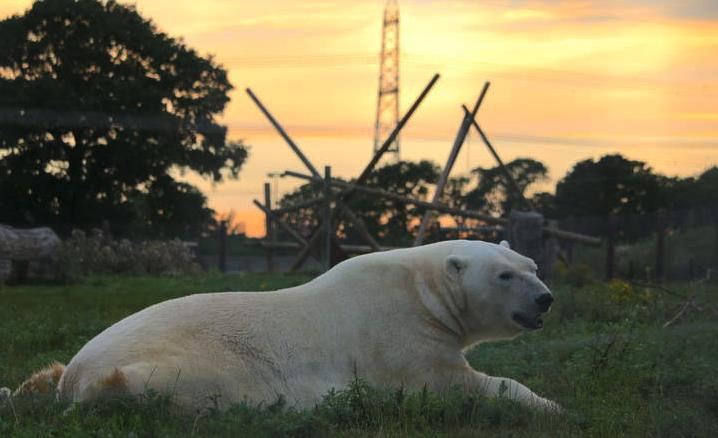 Wildlife Polar bear in Doncaster