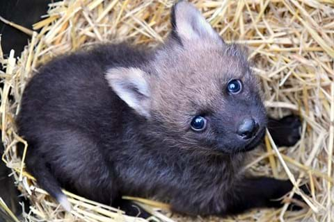 Doncaster's Yorkshire Wildlife Park celebrates arrival of litter of cute wolf pups