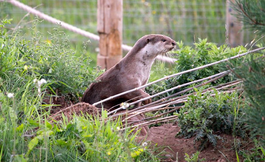 Yorkshire Wildlife Park is celebrating the arrival of new girlfriend for an endangered smooth coat otter